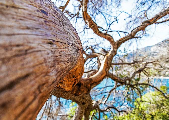 Maritime pine in Riviera