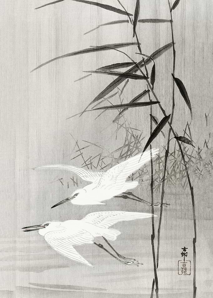Two egrets in flight