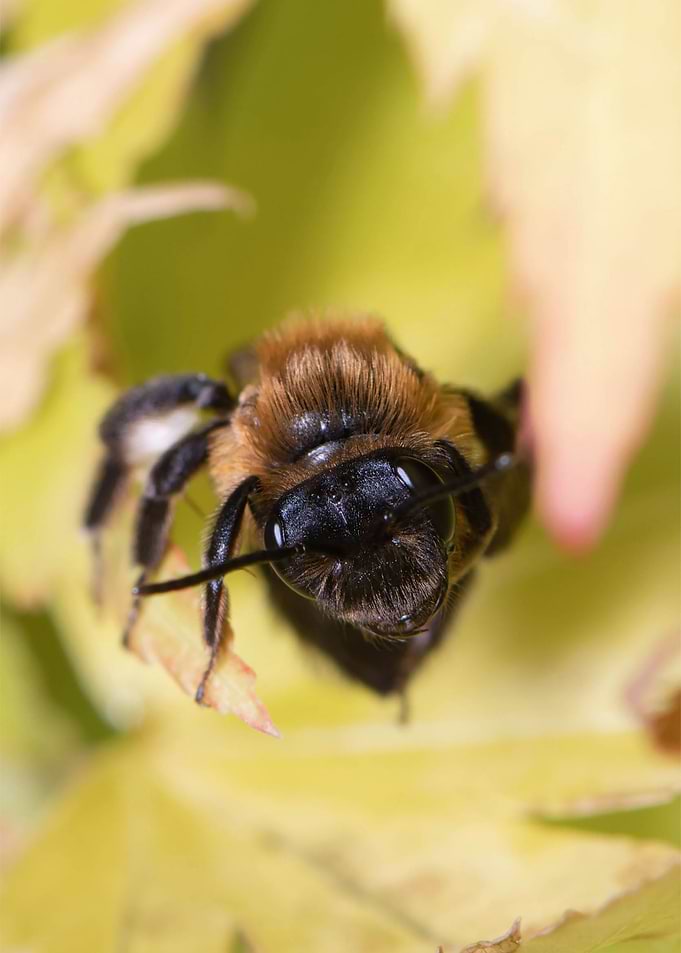 Honey Bee