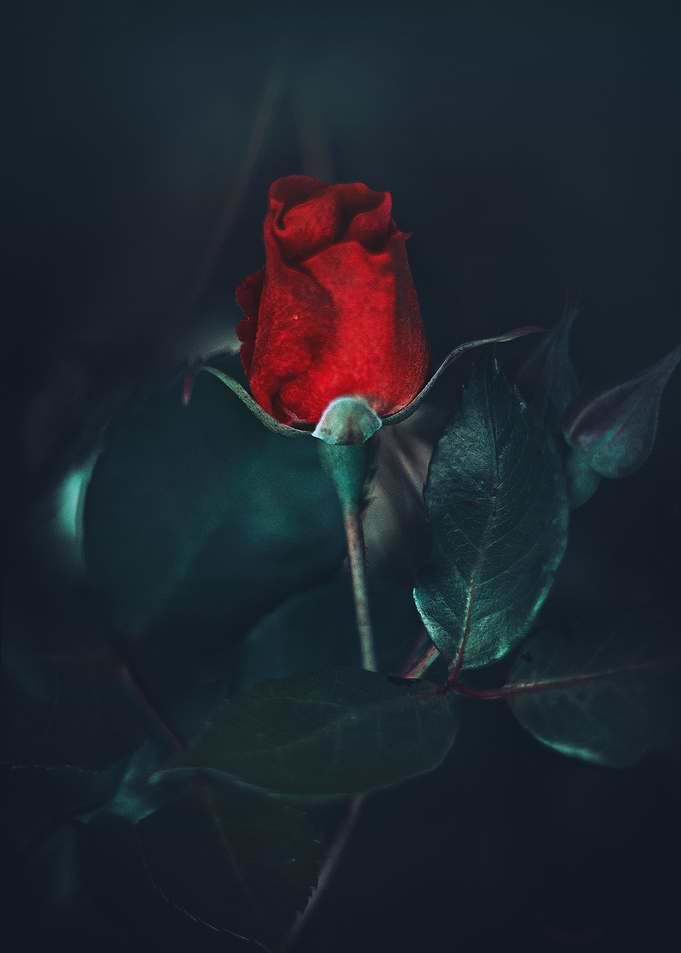 Rosebud