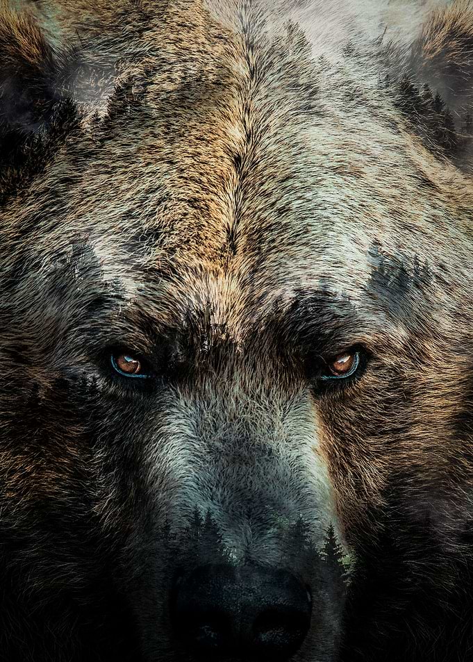 Brown Bear