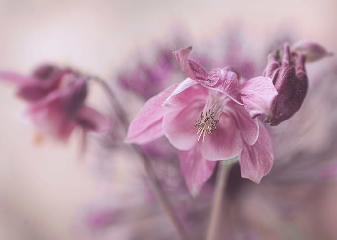 Floral composition