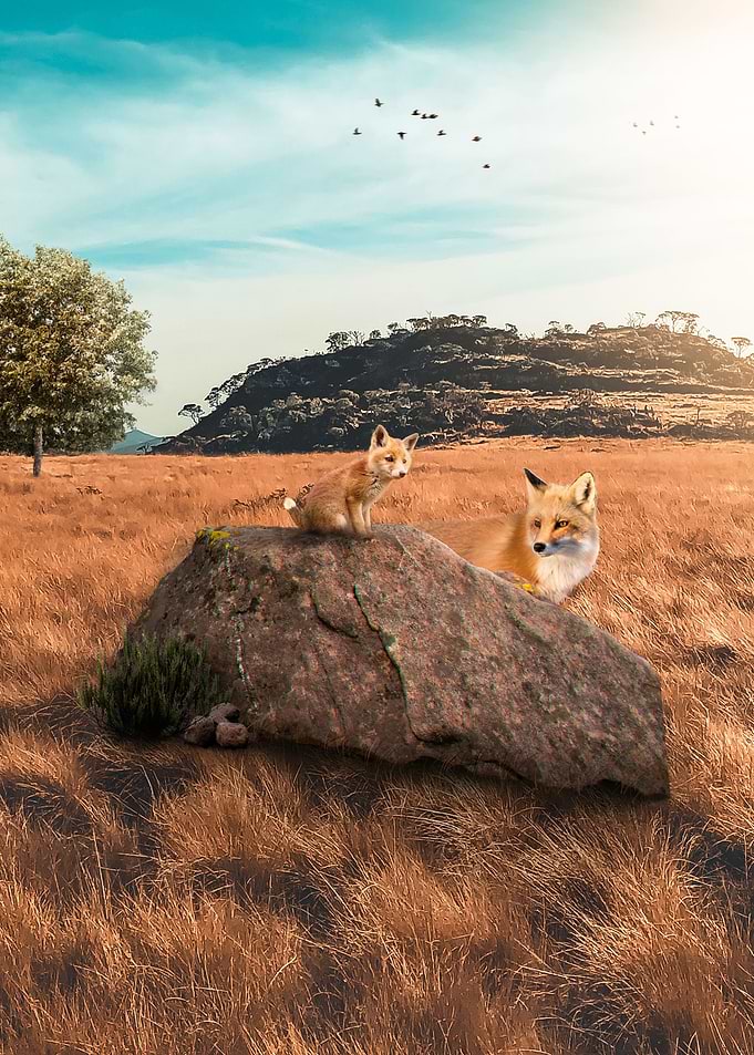 Foxy