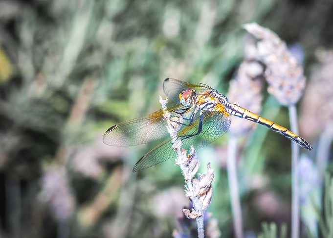 Dragonfly