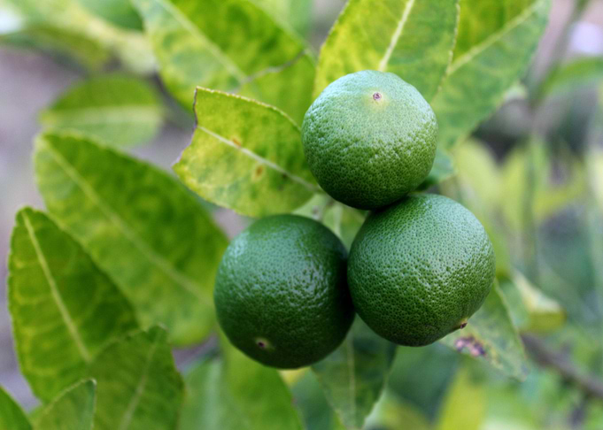green fruit citrus