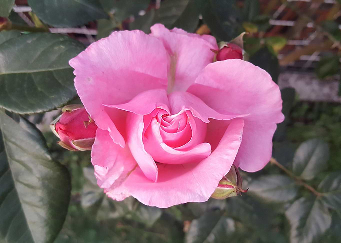 rose flower