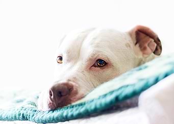 Relaxing dog