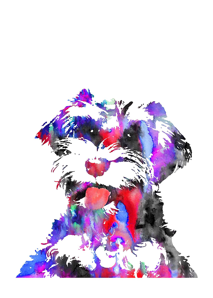 Miniature schnauzer