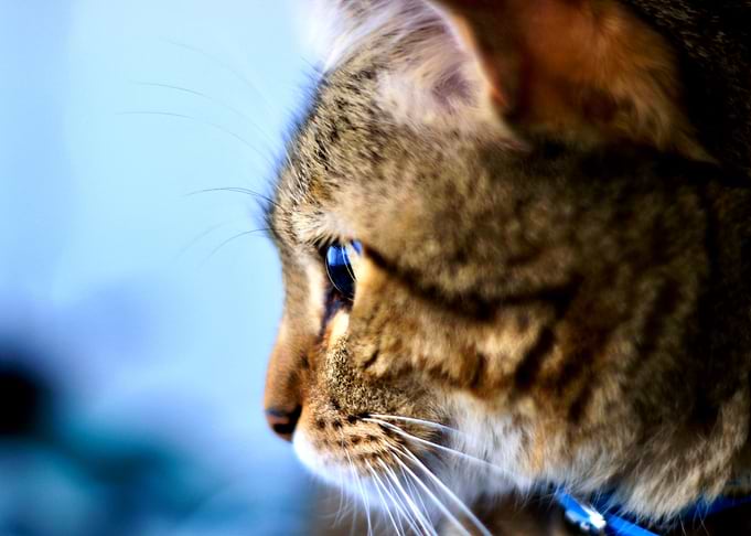 Eye Cat