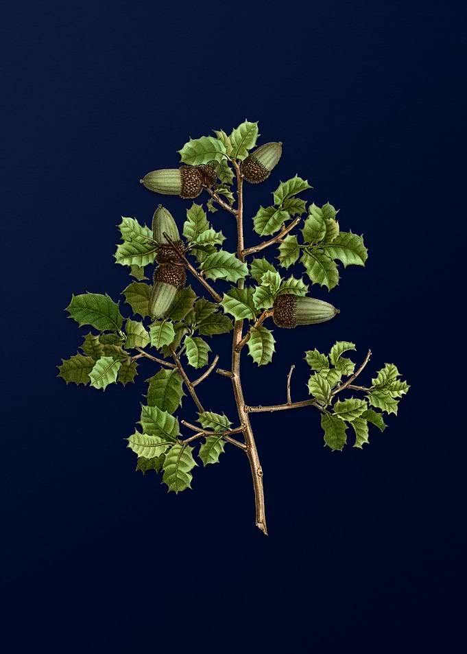 Floral Botanical on Blue