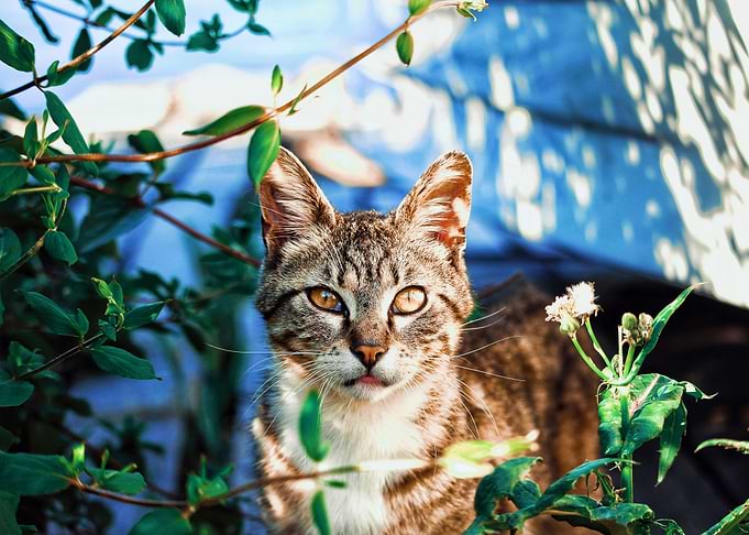cat photo