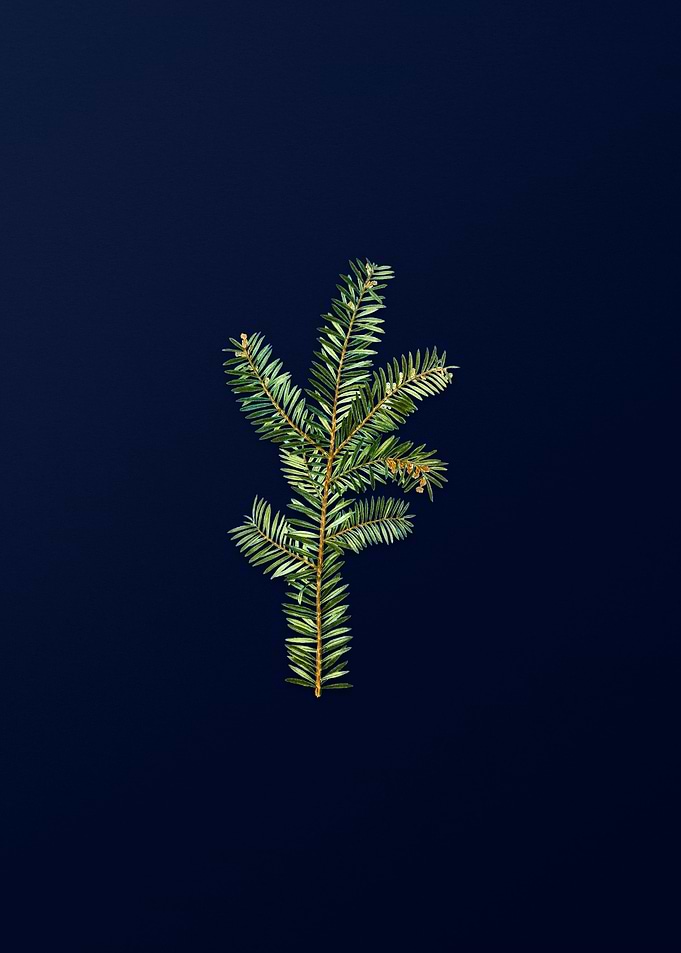 Vintage Botanical on Blue