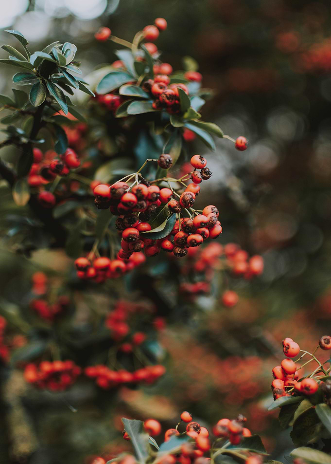 red cherry