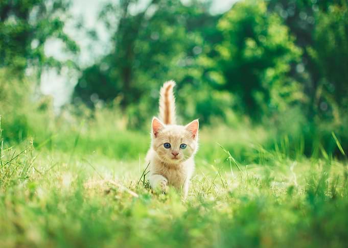 cat photo