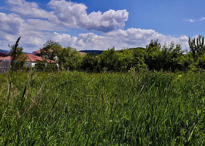 Grass level viewpoint