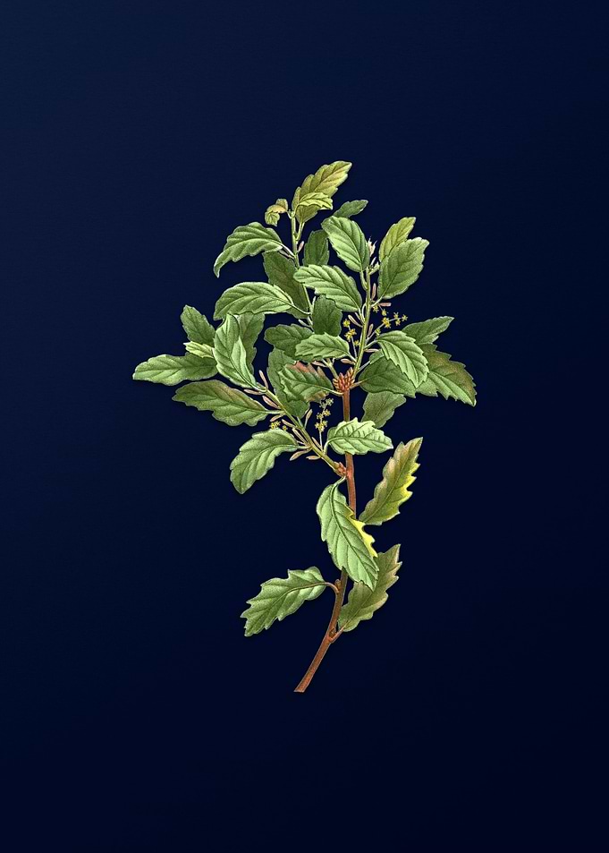 Vintage Botanical on Blue