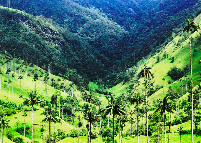 Palms in Cocora Vale