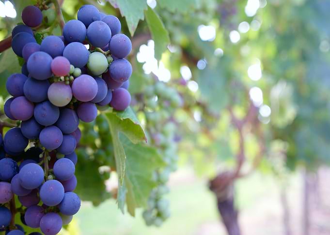 grape fruit