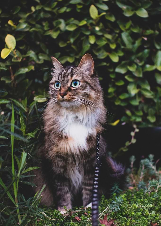 cat photo