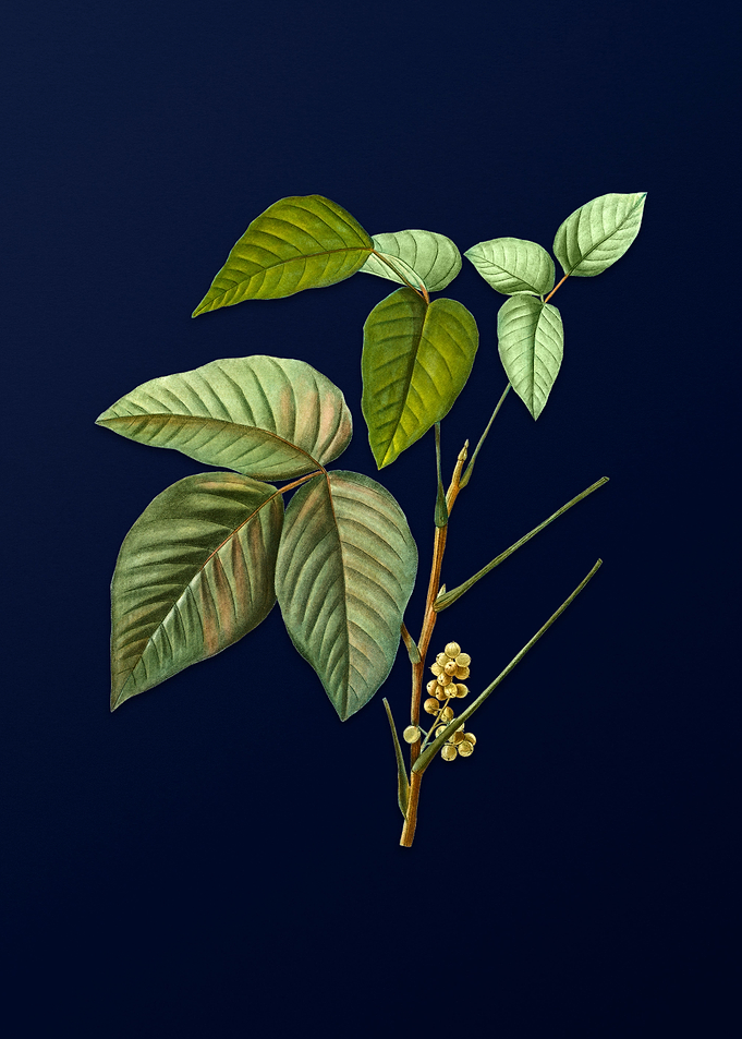 Vintage Botanical on Blue