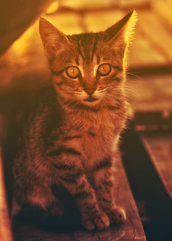 cat photo
