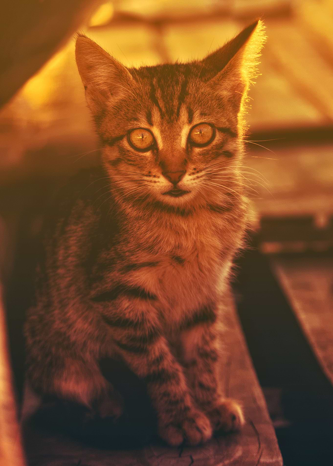cat photo