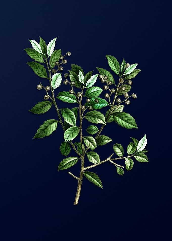 Vintage Botanical on Blue