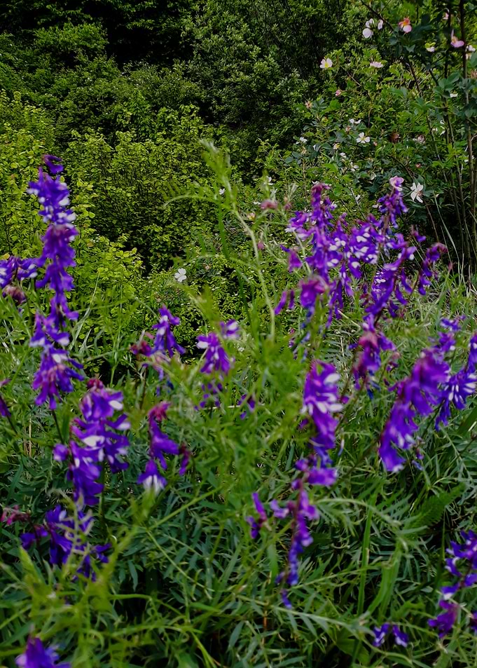 Blue bells