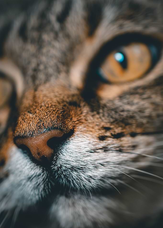 cat photo