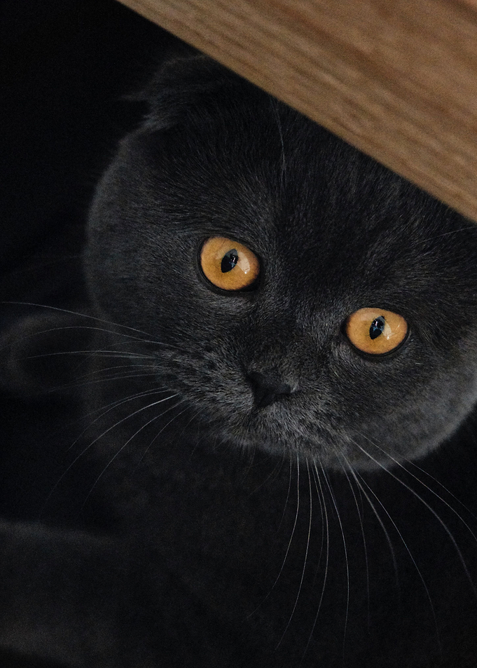 cat photo