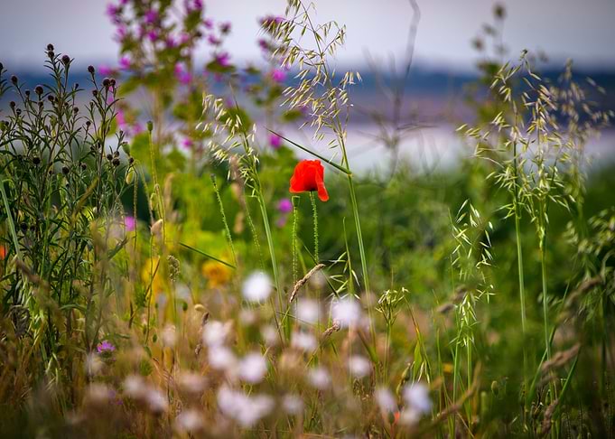 Wild Flowers of Essex