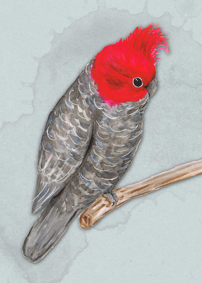 Gang gang cockatoo