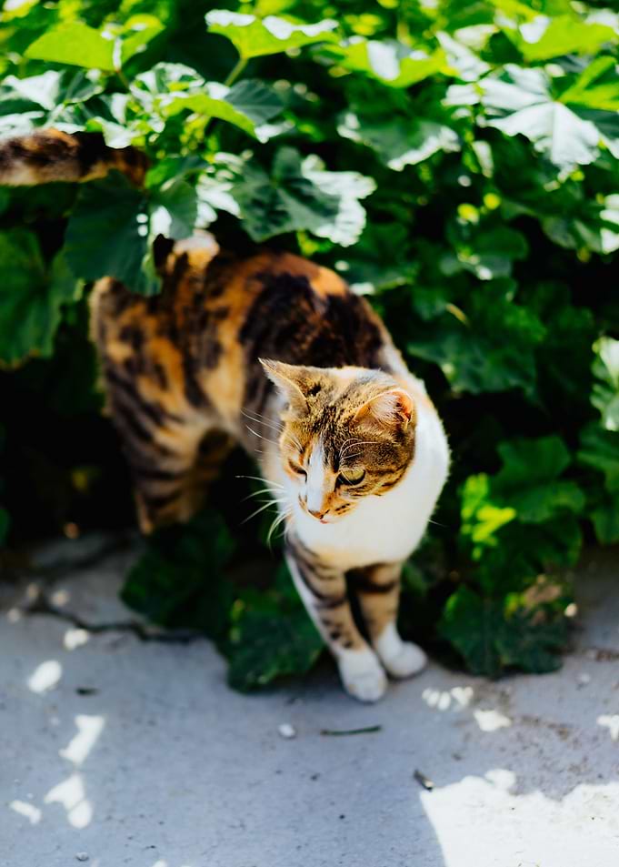 cat photo