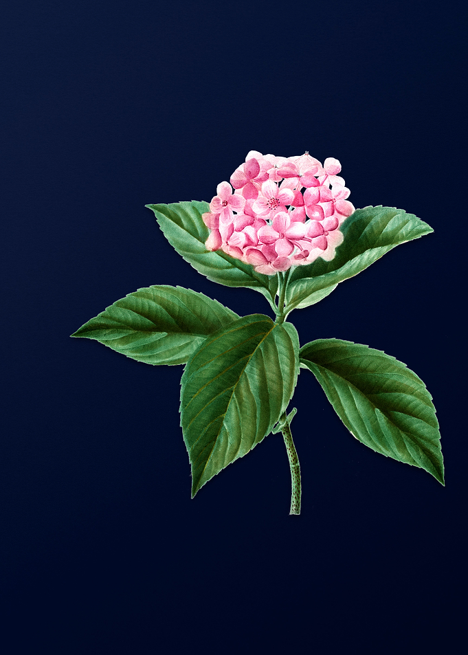 Vintage Hydrangea Flower