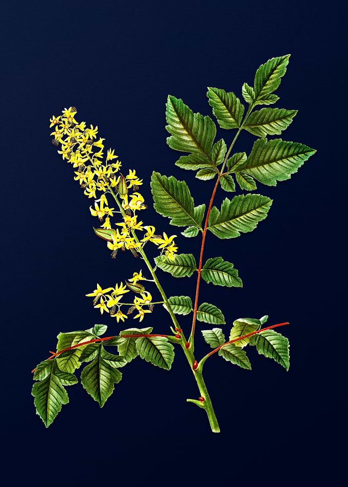 Floral Botanical on Blue
