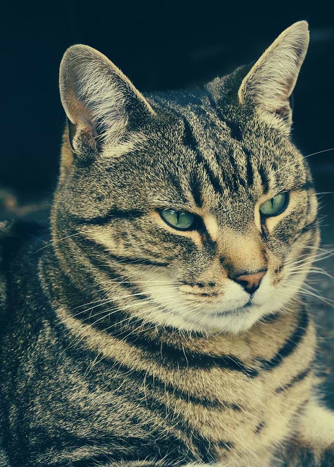 cat photo