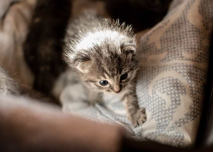 cat photo