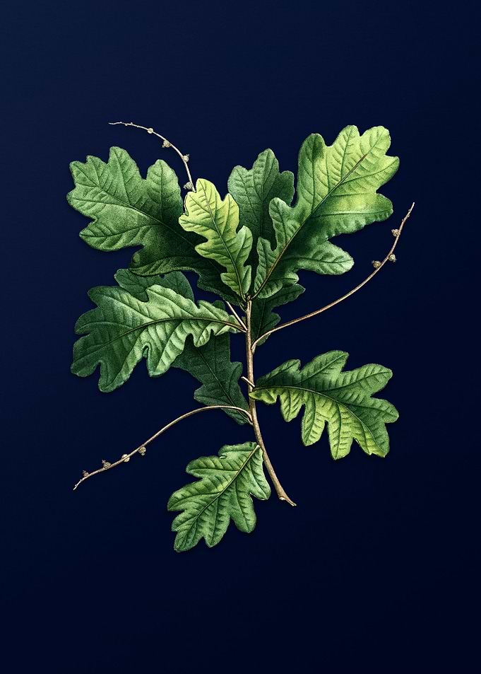 Vintage Botanical on Blue