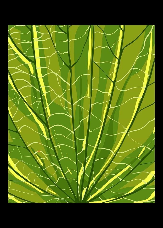 Leaf Beautiful Nature Love