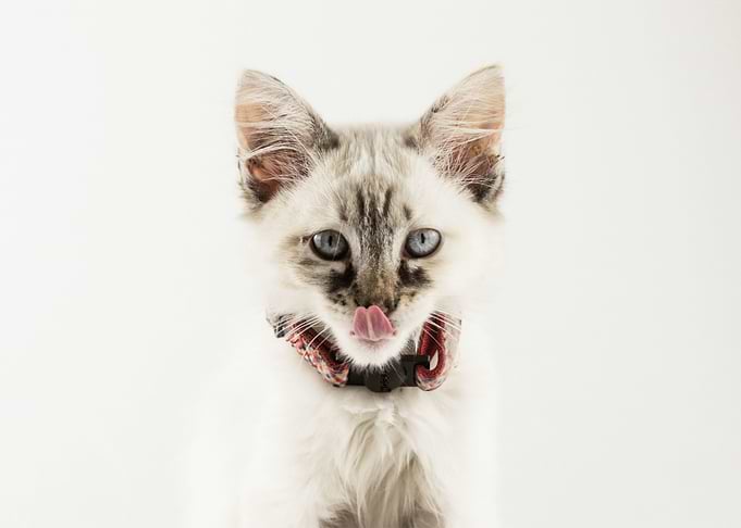 cat photo