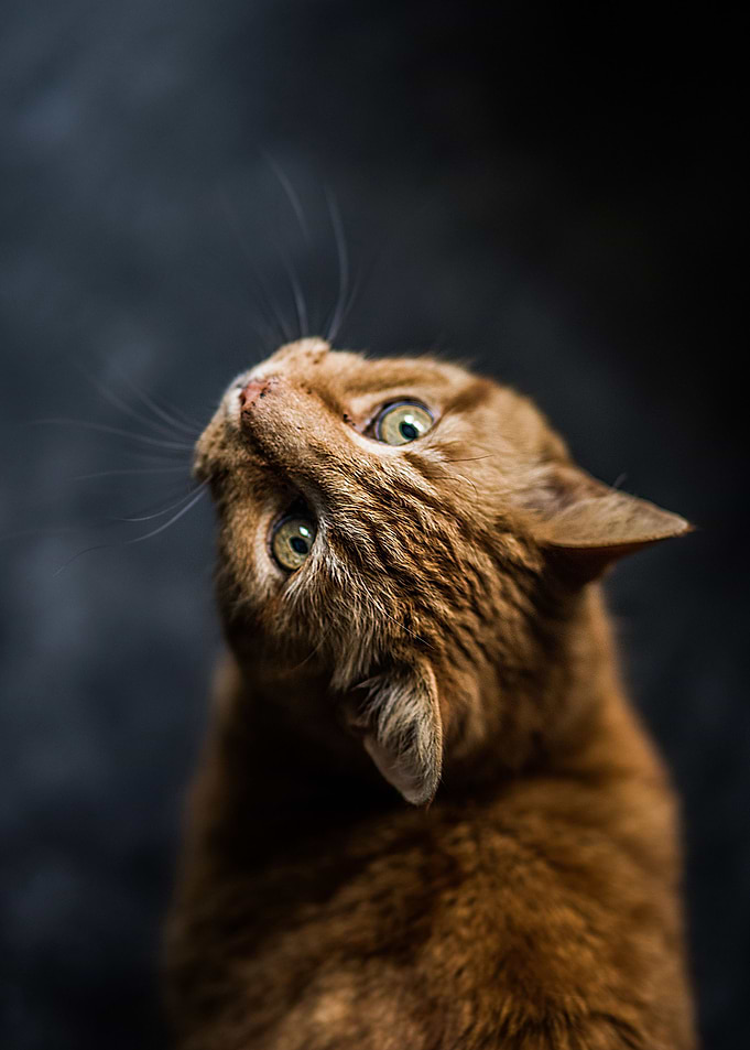 cat photo