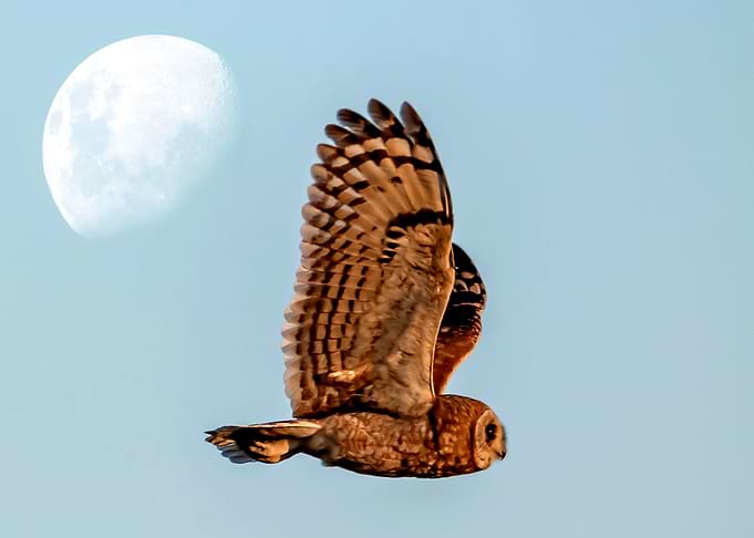 The Magestic owl