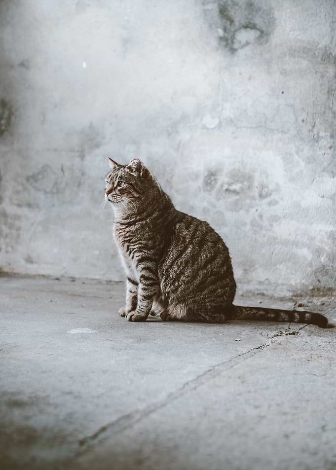 cat photo