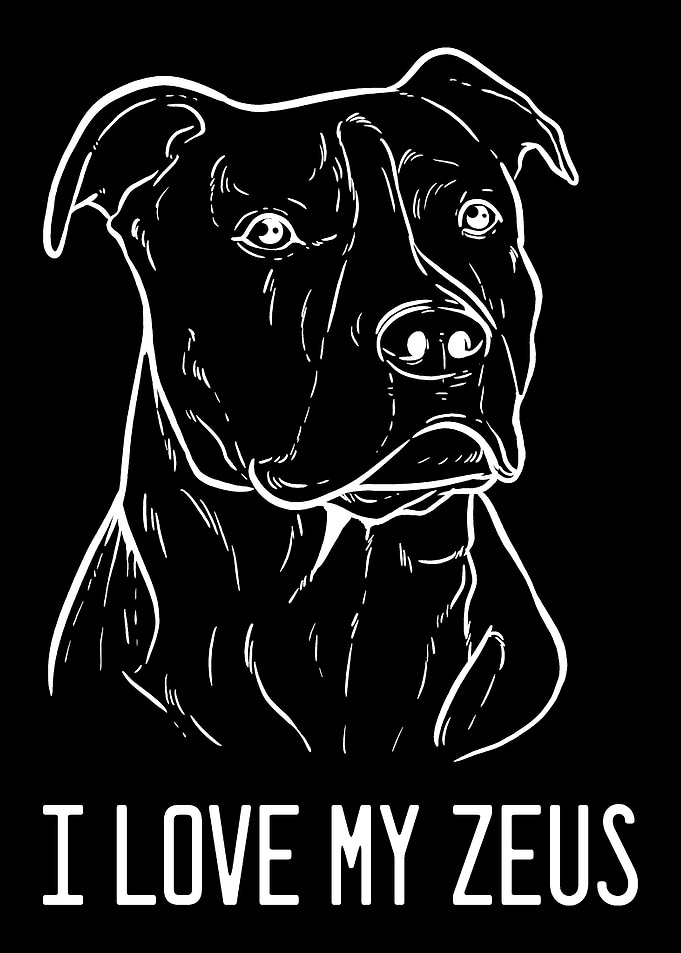 American Pitbull Terrier Z