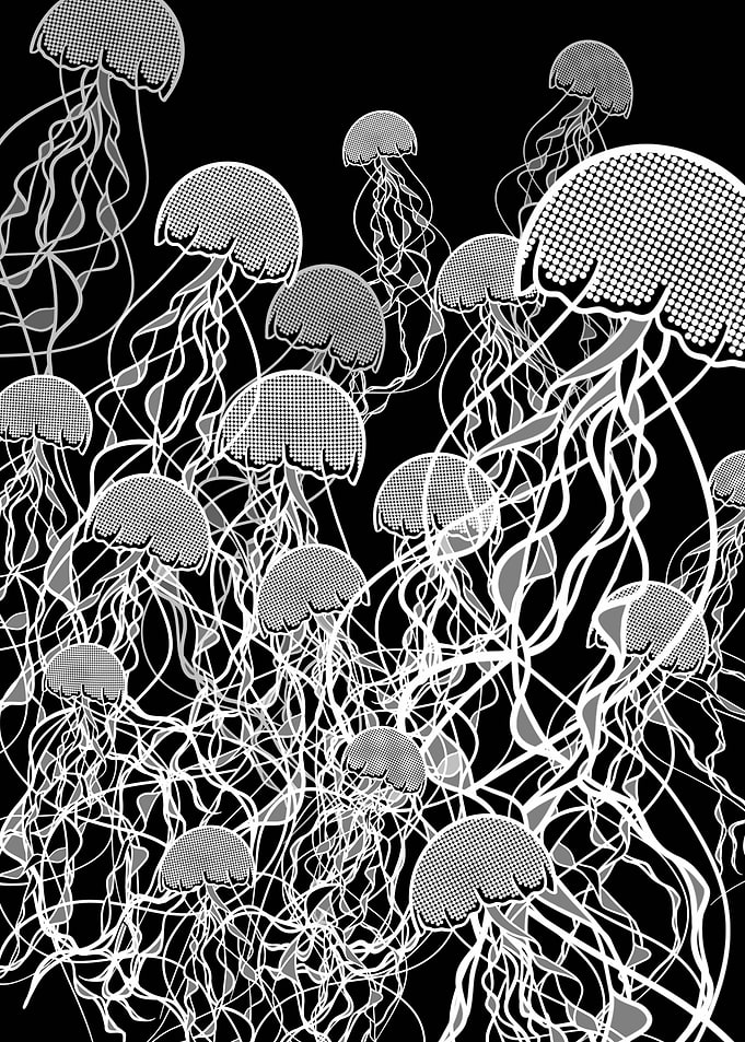 Jellyfish