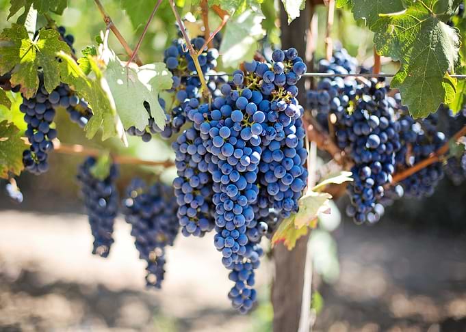 purple grapes