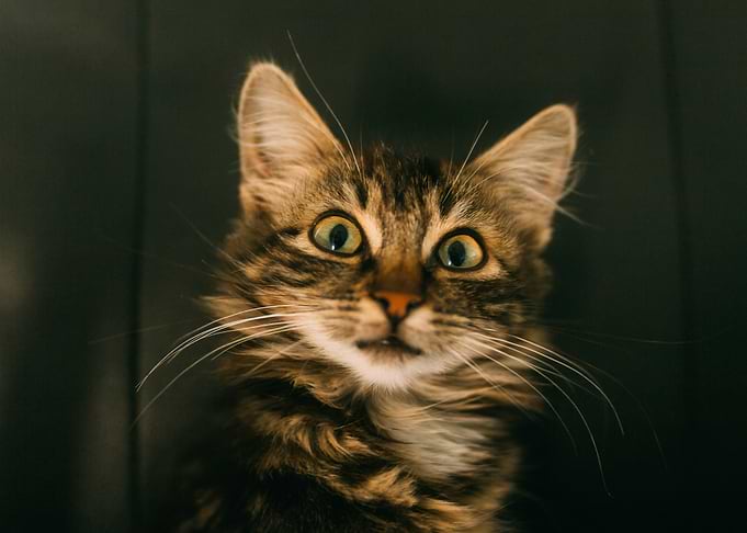 cat photo