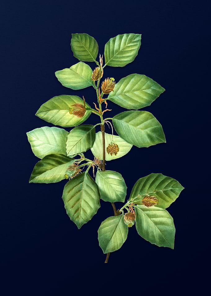 Vintage Botanical on Blue