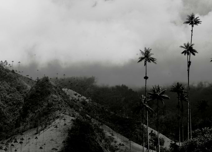 Cocora Vale