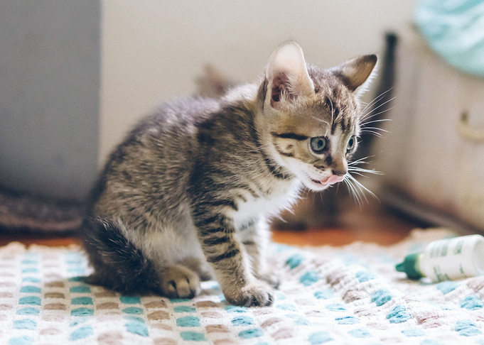 cat photo